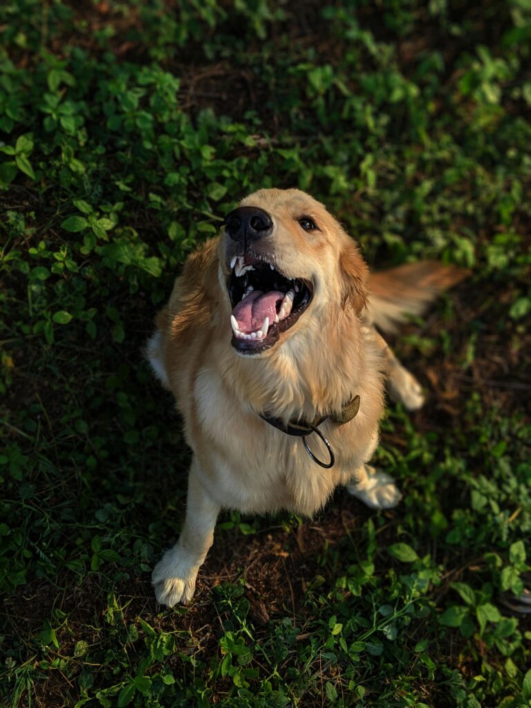 pexels-mithulvarshan-2409490